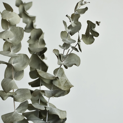 Nettoyant Salle de bain et céramique - Eucalyptus | VRAC